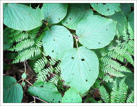 Adirondack Shrubs:  Witch Hobble on the Barnum Brook Trail at the Paul Smiths VIC (28 July 2012)