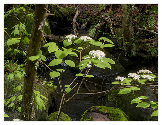 Shrubs of the Adirondack Mountains:  Hobblebush along the Barnum Brook Trail at the Paul Smiths VIC (22 May 2013)