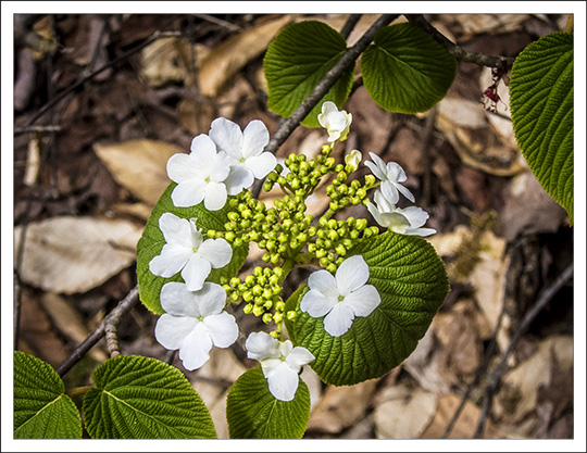 Shrubs of the Adirondack Mountains:  Hobblebush along the Heron Marsh Trail at the Paul Smiths VIC (8 May 2013)