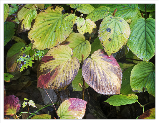 Shrubs of the Adirondack Mountains: Hobblebush along the Logger's Loop Trail at the Paul Smiths VIC (11 September 2013) Shrubs of the Adirondack Mountains: Hobblebush along the Logger's Loop Trail at the Paul Smiths VIC (11 September 2013)