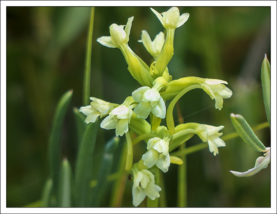 Wildflowers of the Adirondack Mountains:  Northern Club-spur Orchis (Platanthera clavellata) on the Boreal Life Trail at the Paul Smiths VIC (18 July 2013)