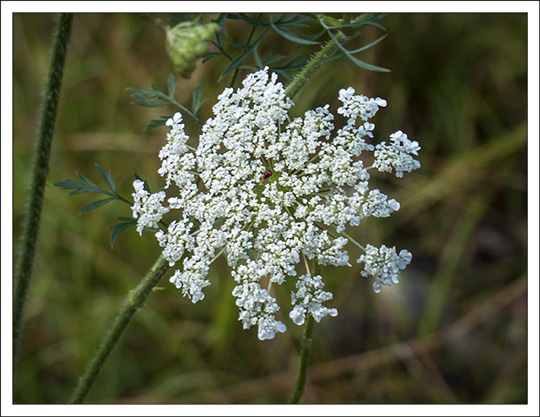 Wildflowers of the Adirondack Mountains:  Queen Anne's Lace (Daucus carota) on the Woods and Waters Trail at the Paul Smiths VIC (23 August 2013)