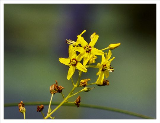 Wildflowers of the Adirondack Mountains:  Swamp Candles  (Lysimachia terrestris) on the Boreal Life Trail at the Paul Smiths VIC (2 August 2013)