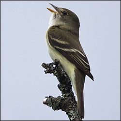 Boreal Birds of the Adirondacks: Yellow-bellied Flycatcher. Photo by Larry Master. www.masterimages.org. Used by permission. Boreal Birds of the Adirondacks: Yellow-bellied Flycatcher. Photo by Larry Master. www.masterimages.org. Used by permission.