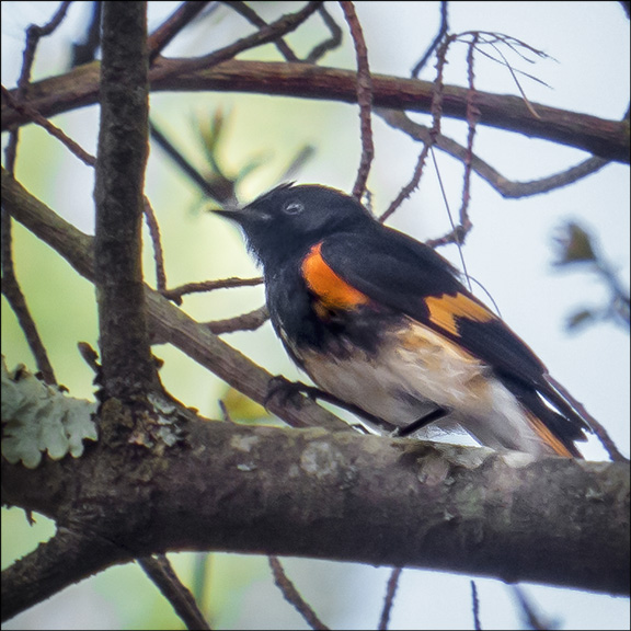 Birds of the Adirondacks: American Redstart near the marsh by the Black Pond Trail trailhead at the Paul Smiths VIC (15 May 2014)