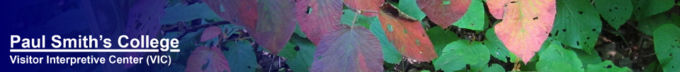 Shrubs of the Adirondack Mountains:  Hobblebush at the Paul Smiths VIC (12 September 2012)