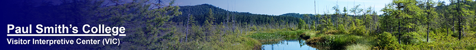 Adirondack Wetlands:  Barnum Bog from the Boreal Life Trail at the Paul Smiths VIC (27 July 2013)