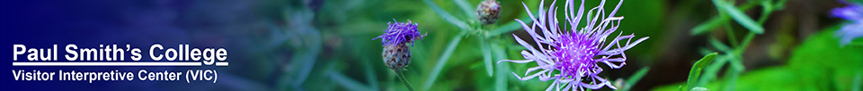 Adirondack Wildflowers:  Spotted Knapweed on the Esker Trail at the Paul Smiths VIC (21 August 2013)