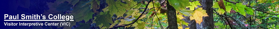 Trees of the Adirondack Park: Sugar Maple on the Barnum Brook Trail at the Paul Smiths VIC (26 September 2012)