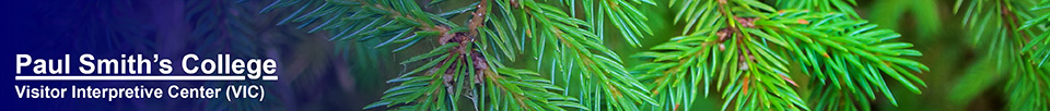 Trees of the Adirondack Park: Red Spruce on the Barnum Brook Trail at the Paul Smiths VIC (28 July 2012)