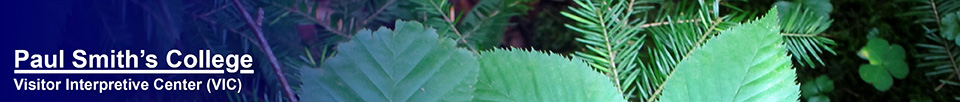 Trees of the Adirondack Park: Yellow Birch on the Barnum Brook Trail at the Paul Smiths VIC (28 July 2012)