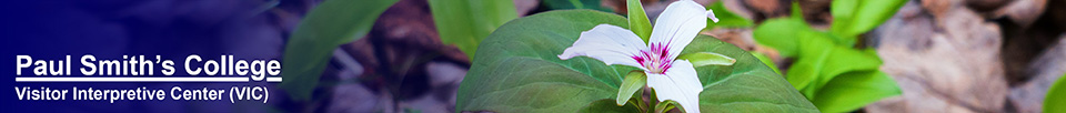 Adirondack Wildflowers: Painted Trillium at the Paul Smiths VUC (18 May 2014)