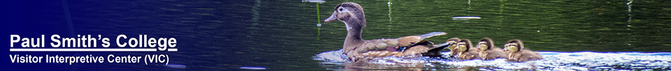 Birds of the Adirondacks: Wood Ducks on Heron Marsh (7 June 2014)