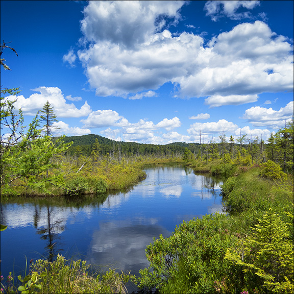 Guided Nature Walks: Barnum Bog from the Boreal Life Trail Boardwalk