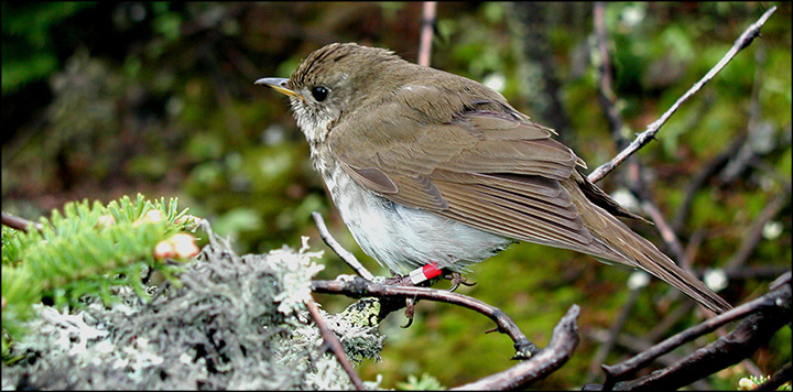 Bicknell's Thrush.  Photo courtesy of Chris Rimmer