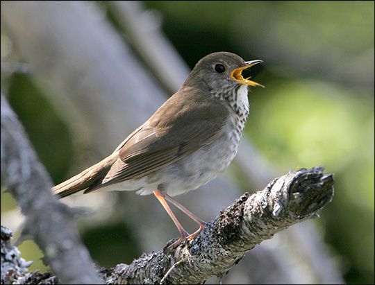 Boreal Birds of the Adirondacks: Bicknell's Thrush on Whiteface Mountain. Photo by Larry Master. www.masterimages.org Used by permission. Boreal Birds of the Adirondacks: Bicknell's Thrush on Whiteface Mountain. Photo by Larry Master. www.masterimages.org Used by permission.