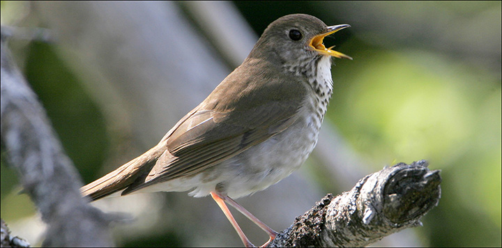 Boreal Birds of the Adirondacks: Bicknell's Thrush on Whiteface Mountain. Photo by Larry Master. www.masterimages.org Used by permission. Boreal Birds of the Adirondacks: Bicknell's Thrush on Whiteface Mountain. Photo by Larry Master. www.masterimages.org Used by permission.