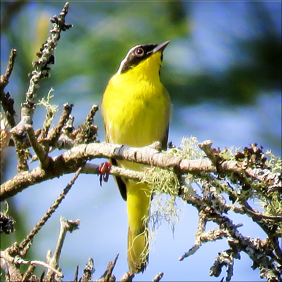 Birds of the Adirondacks  Common Yellowthroat at the Paul Smiths VIC (28 Nay 2016)