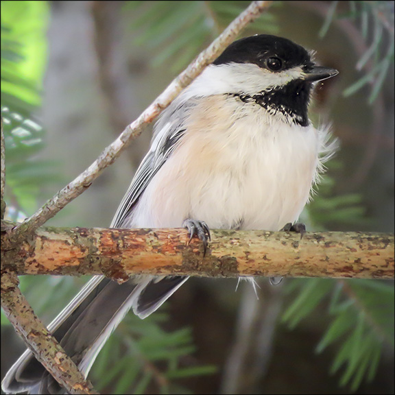 Birds of the Adirondacks: Black-capped Chickadee on the Heron Marsh Trail at the Paul Smiths VIC (2 September 2014)