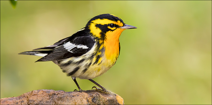 Boreal Birds of the Adirondacks: Blackburnian Warbler. Photo by Larry Master. www.masterimages.org Used by permission. Boreal Birds of the Adirondacks: Blackburnian Warbler. Photo by Larry Master. www.masterimages.org Used by permission.