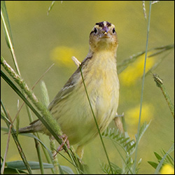 Birds of the Adirondacks: Bobolink.  Photo by Larry Master. www.masterimages.org