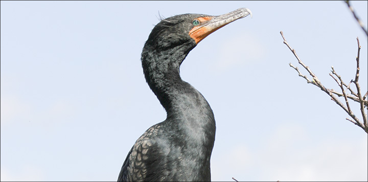 Birds of the Adirondacks: Double-crested Cormorant. Photo by Larry Master. www.masterimages.org Used by permission. Birds of the Adirondacks: Double-crested Cormorant. Photo by Larry Master. www.masterimages.org Used by permission.