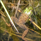 Adirondack Amphibians: Green Frog (19 May 2012)