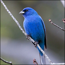 Birds of the Adirondacks:  Indigo Bunting.  Photo by Larry Master. www.masterimages.org