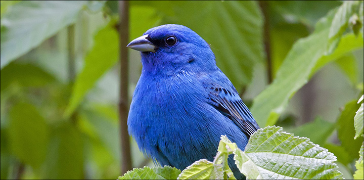 Birds of the Adirondacks:  Indigo Bunting. Photo by Larry Master. www.masterimages.org  Used by permission.