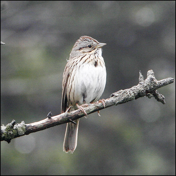 Boreal Birds of the Adirondacks: Lincoln's Sparrow. Photo by Larry Master. www.masterimages.org. Used by permission Boreal Birds of the Adirondacks: Lincoln's Sparrow. Photo by Larry Master. www.masterimages.org. Used by permission