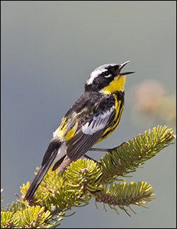 Boreal Birds of the Adirondacks: Magnolia Warbler on Whiteface Mountain. Photo by Larry Master. www.masterimages.org. Used by permission. Boreal Birds of the Adirondacks: Magnolia Warbler on Whiteface Mountain. Photo by Larry Master. www.masterimages.org. Used by permission.