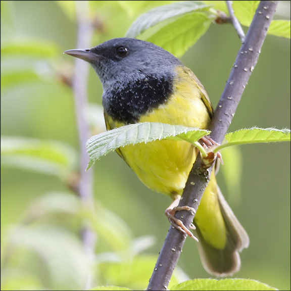 Mourning Warbler.  Photo by Larry Master.  Used by permission.