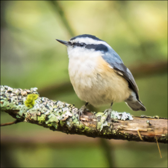 Birds of the Adirondacks: Red-breasted Nuthatch near the VIC building (17 May 2014) Birds of the Adirondacks: Red-breasted Nuthatch near the VIC building (17 May 2014)