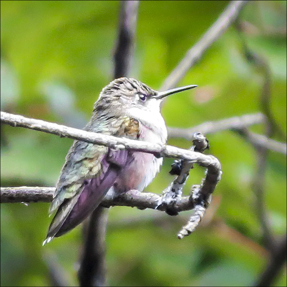 Birds of the Adirondacks: Ruby-throated Hummingbird on the Barnum Brook Trail at the VIC (6 August 2015).