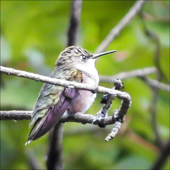 Birds of the Adirondacks: Ruby-throated Hummingbird on the Barnum Brook Trail at the VIC (6 August 2015). Birds of the Adirondacks: Ruby-throated Hummingbird on the Barnum Brook Trail at the VIC (6 August 2015).