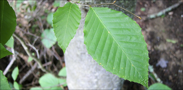 Trees of the Adirondacks: American Beech leaves have widely-spaced, pointed teeth. American Beech on the Barnum Brook Trail (25 July 2012)