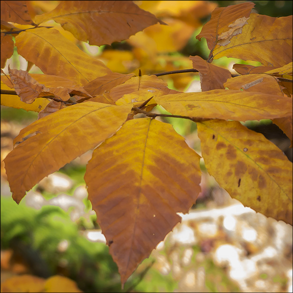 Trees of the Adirondacks: The leaves of American Beech trees turn yellowish to reddish brownn in the fall. (13 October 2013)