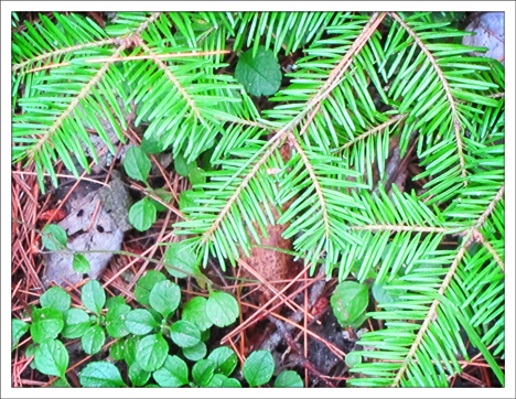 Trees of the Adirondacks:  Balsam Fir on the Barnum Brook Trail at the Paul Smiths VIC (28 July 2012)