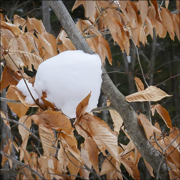 Trees of the Adirondacks: American Beech leaves at the VIC in winter (19 February 2014). Photo by Tom Boothe. Used by permission.