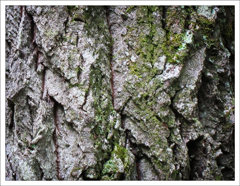 Trees of the Adirondacks:  Bigtooth Aspen growing along the Barnum Brook Trail (28 July 2012)