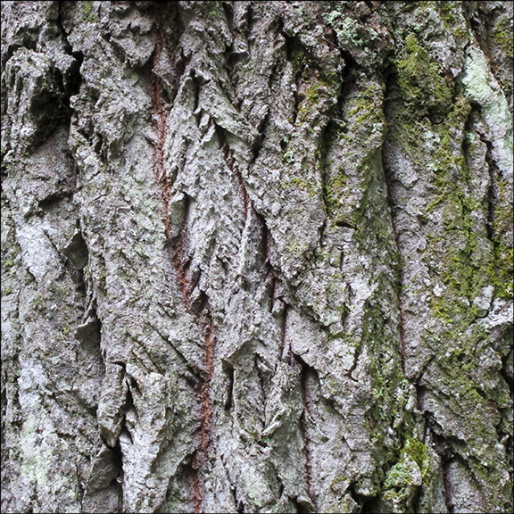 As Bigtooth Aspen trees age, the bark becomes darker and more deeply furrowed, often showing an orangish inner bark. Bigtooth Aspen on the Barnum Brook Trail (28 July 2012).