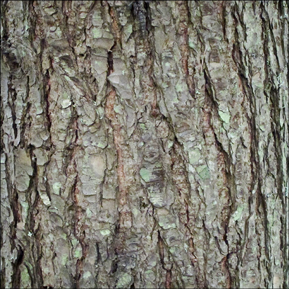 Trees of the Adirondacks: The bark of the Eastern Hemlock is brown, thick, and deeply furrowed. Eastern Hemlock on the Barnum Brook Trail (21 July 2012). Trees of the Adirondacks: The bark of the Eastern Hemlock is brown, thick, and deeply furrowed. Eastern Hemlock on the Barnum Brook Trail (21 July 2012).