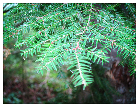 Trees of the Adirondacks:  Eastern Hemlock on the Barnum Brook Trail at the Paul Smiths VIC (28 July 2012)