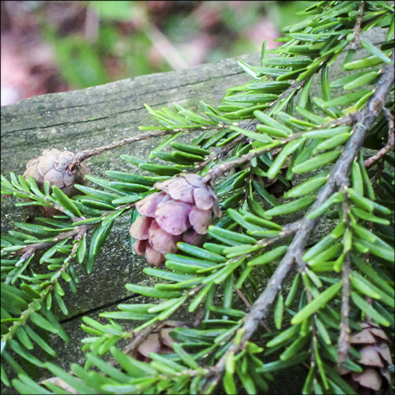 Trees of the Adirondacks: Eastern Hemlock cones are small and hang down from the end of the twig. Eastern Hemlock on the Barnum Brook Trail (21 July 2012) Trees of the Adirondacks: Eastern Hemlock cones are small and hang down from the end of the twig. Eastern Hemlock on the Barnum Brook Trail (21 July 2012)