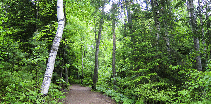 Trees of the Adirondack Park: Paper Birch growing in mixed conifer/hardwood forest along the Barnum Brook Trail at the Paul Smiths VIC (2 June 2012)