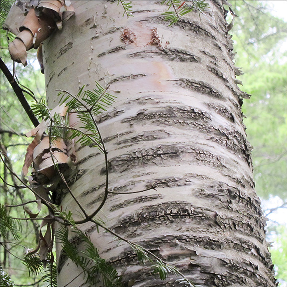 Trees of the Adirondacks: The distinctive, creamy white bark of Paper Birch peels off in strips or sheets. Paper Birch on the Barnum Brook Trail at the Paul Smiths VIC (28 July 2012)