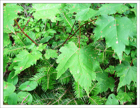 Trees of the Adirondacks:  Red Maple on the Barnum Brook Trail at the Paul Smiths VIC (28  July 2012)