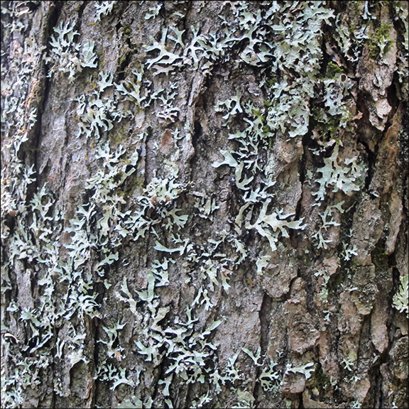 Trees of the Adirondacks: Red Maple bark.  Red Maple on the Barnum Brook Trail at the Paul Smiths VIC (21 July 2012)