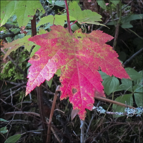 Trees of the Adirondacks: Red Maple at the Paul Smiths VIC (19 September 2012)