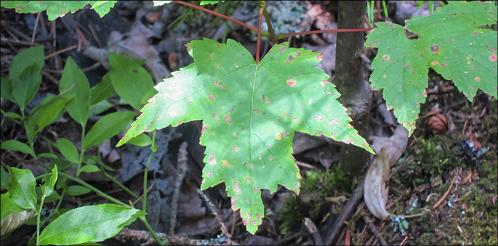 Trees of the Adirondacks: Red Maple on the Barnum Brook Trail (21 July 2012)